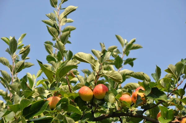 Strom v létě, čerstvá jablka a modrá obloha jako pozadí — Stock fotografie