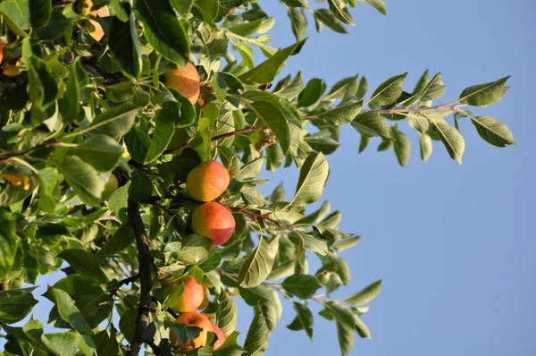Jabłoń w lecie, z jabłek świeżego i błękitne niebo jako tło — Zdjęcie stockowe