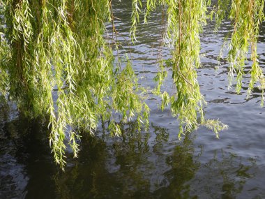 Ağlayan söğüt (tükürük beşiği))