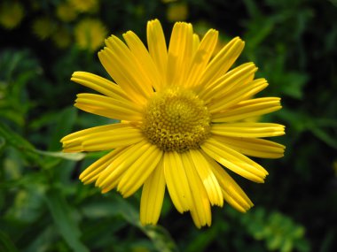 Sarı çiçek ve arka planda yeşil yaprakları