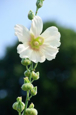 Beyaz gülhatmi (Alcea rosea)