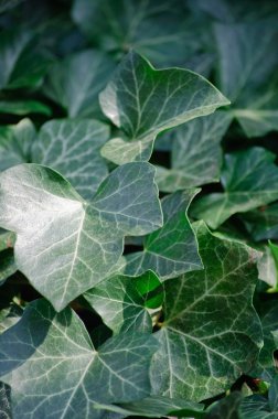 Sarmaşık yaprakları