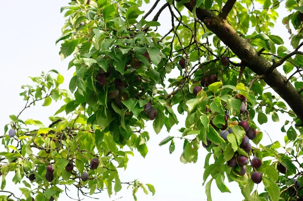 Plum tree — Stock Photo, Image