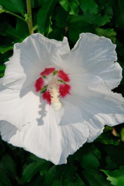 Beyaz Gül Fatma (Alcea)