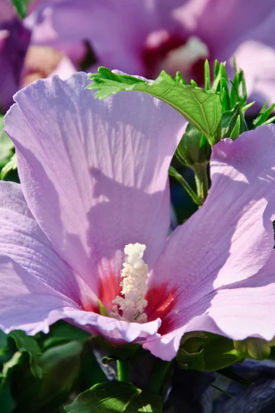 Roze hollyhock (kaasjeskruid) en groene bladeren — Stockfoto