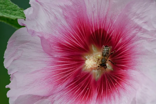 Pink hollyhock (Alcea) and a honey bee — Stock Photo, Image