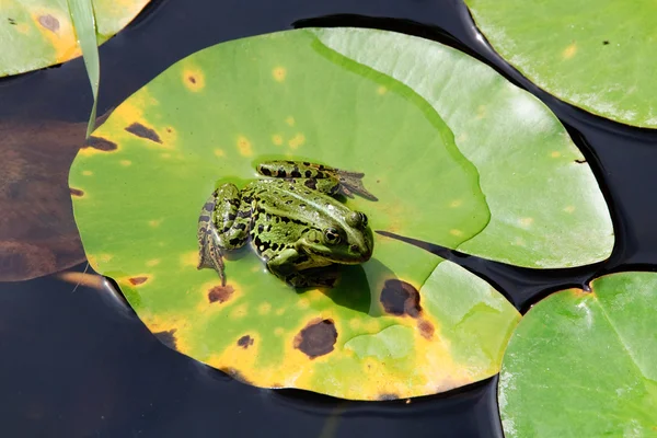 Sapo de água sentado em uma almofada de lírio — Fotografia de Stock