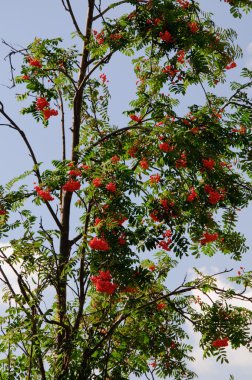 pyracanth (Ateş dikeni coccinea)