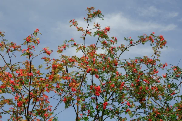 Piracanto (pyracantha coccinea ) — Foto Stock