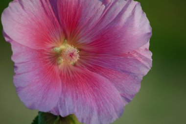 pembe Gül Fatma closeup görünümü