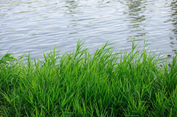 Zielony sielanka nad rzeką — Zdjęcie stockowe