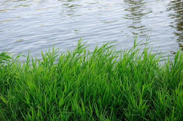 Idilio verde en el río —  Fotos de Stock
