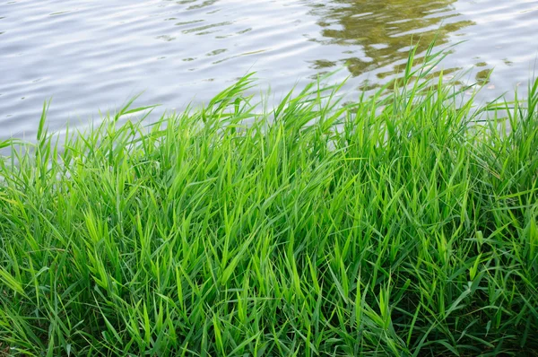 Yeşil İdil Nehri üzerinde — Stok fotoğraf