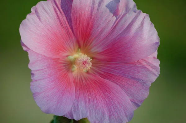 Closeup view of a pink hollyhock — Stock Photo, Image