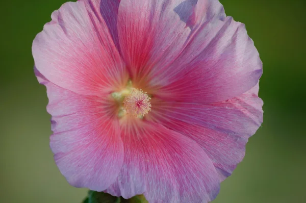 Pembe Gül Fatma closeup görünümü — Stok fotoğraf