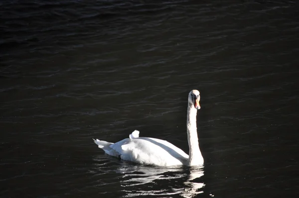 Cigno muto — Foto Stock