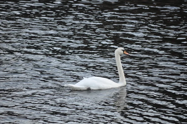 Cigno muto — Foto Stock