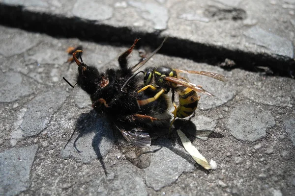 Wasp and a defeated bumblebee — Stock Photo, Image