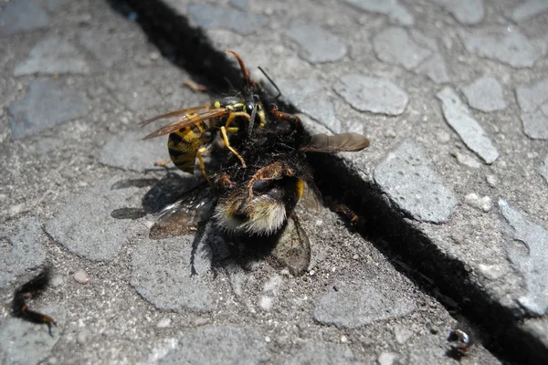 Wasp and a defeated bumblebee — Stock Photo, Image