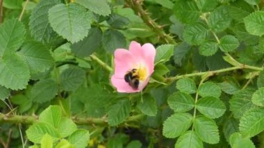 pembe çiçekler üzerinde iş başında zor çalışma bumblebees