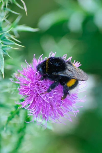 Bumble bee on a pink thistle — Stock Photo, Image