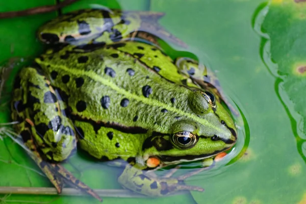 Sapo de água sentado em uma folha verde — Fotografia de Stock