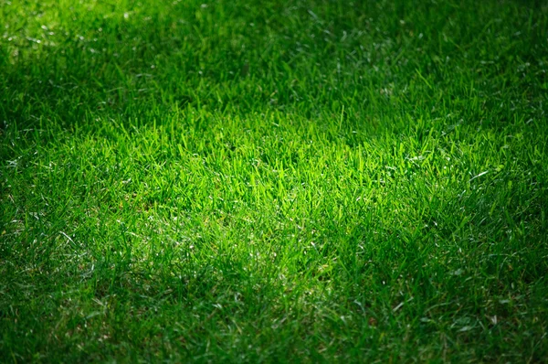 Groene weide — Stockfoto