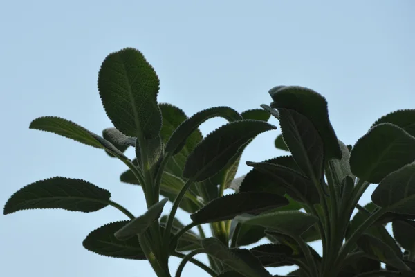 Šalvěj (Salvia) — Stock fotografie