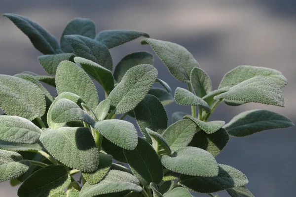 Szałwia (Salvia) — Zdjęcie stockowe
