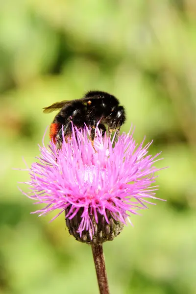 Bumblebee (Bombus ruderarius) on a pink thistle — Stock Photo, Image