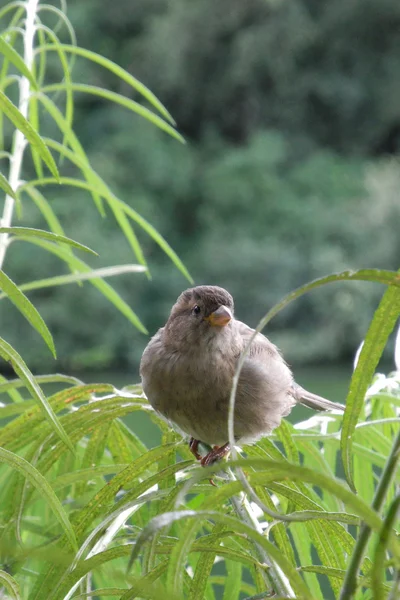 Dom Sparrow (kobieta) i zielone liście — Zdjęcie stockowe