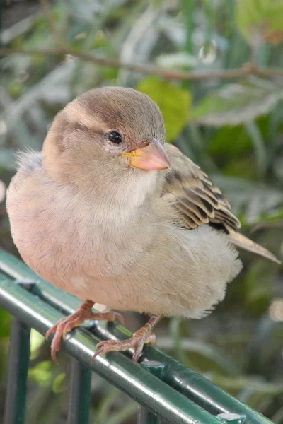 Huismus (female) — Stockfoto