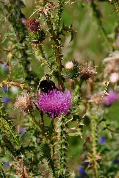 Bumblebee on an autumnal pink thistle — Stock Photo, Image