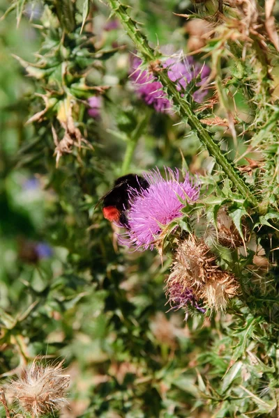 Bumblebee on an autumnal pink thistle — Stock Photo, Image