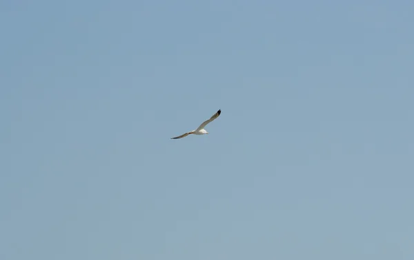 flying sea-gull and blue sky
