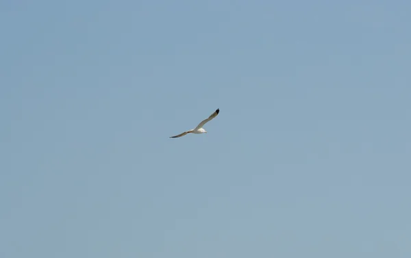 Möwe und blauer Himmel — Stockfoto