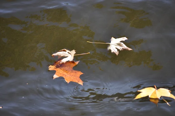 Hojas de roble otoñal nadando en la superficie de un lago — Foto de Stock