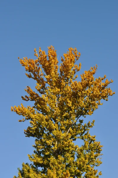 Autumnal tree and blue sky — Stock Photo, Image