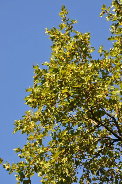 Castagno autunnale — Foto Stock