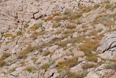 Hırvatistan Pag Island üzerinde kayalık vahşi