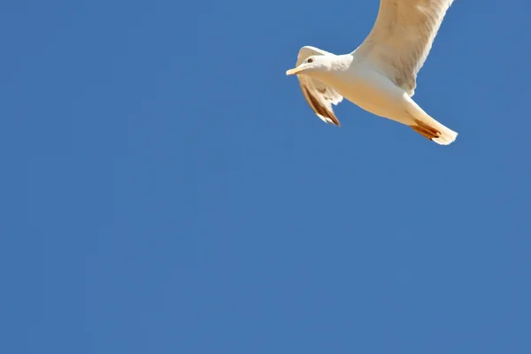 Vliegende zee-meeuw — Stockfoto