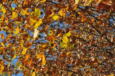 Sonbahar Ağaç ve mavi gökyüzü