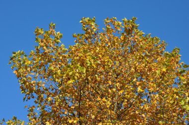 Sonbahar Ağaç ve mavi gökyüzü