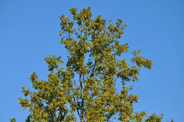 Sonbahar Ağaç ve mavi gökyüzü — Stok fotoğraf