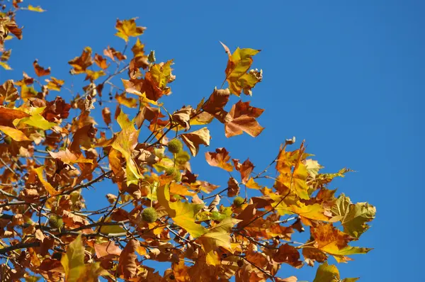 Jesienne drzewo i błękitne niebo — Zdjęcie stockowe