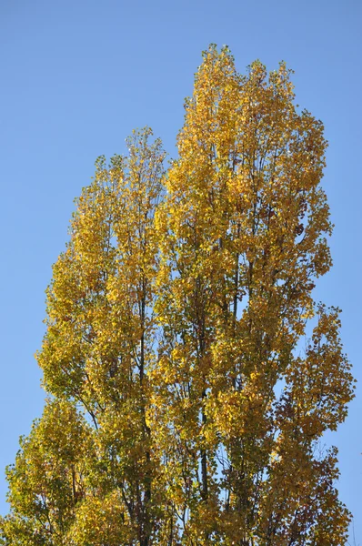 Albero autunnale e cielo blu — Foto Stock