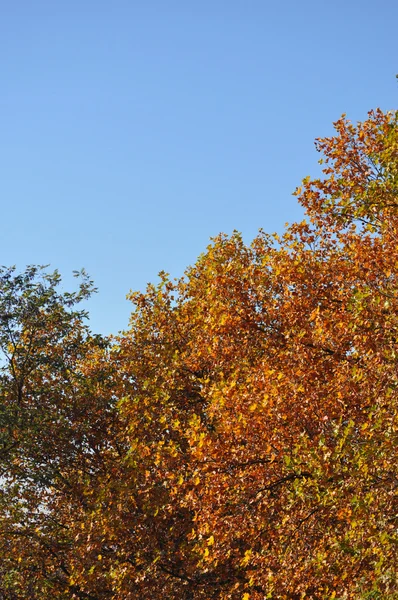 Arbre automnal et ciel bleu — Photo