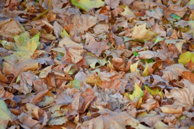 bir çayır sonbahar yaprakları