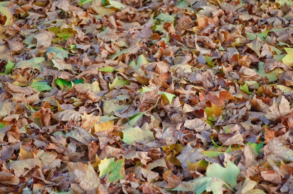 Jesiennych liści w łące — Zdjęcie stockowe