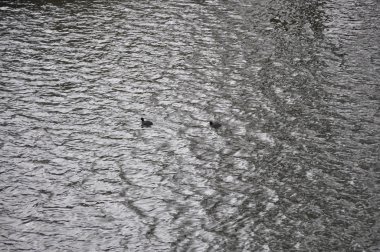 Yağmurlu bir gün sonbahar sularda